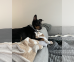 Small #3 Miniature Pinscher Mix