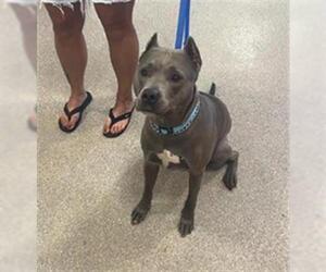 American Pit Bull Terrier Dogs for adoption in Louisville, KY, USA