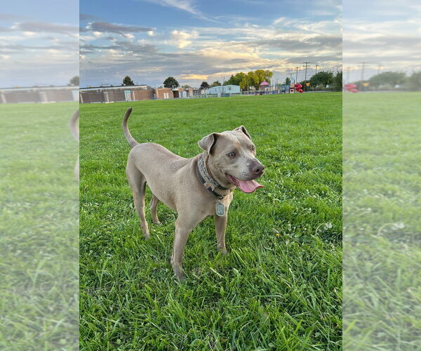 Medium Photo #4 Unknown-Weimaraner Mix Puppy For Sale in Salt Lake City, UT, USA