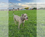 Small #3 Weimaraner Mix
