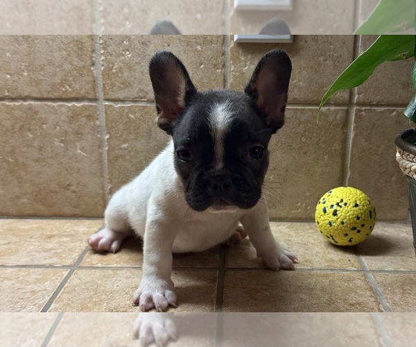 Medium Photo #3 French Bulldog Puppy For Sale in DISCOVERY BAY, CA, USA