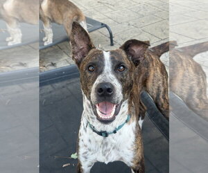 Mutt Dogs for adoption in Fenton, MO, USA