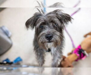 Mutt Dogs for adoption in Mundelein, IL, USA