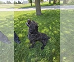 Small Photo #1 Cane Corso Puppy For Sale in NAPPANEE, IN, USA