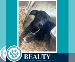 Small Photo #4 Labrador Retriever-Unknown Mix Puppy For Sale in Kimberton, PA, USA
