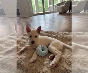 Siberian Husky Dogs for adoption in Holly Springs, NC, USA