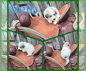 Great Pyrenees Puppy for Sale in ELK PARK, North Carolina USA