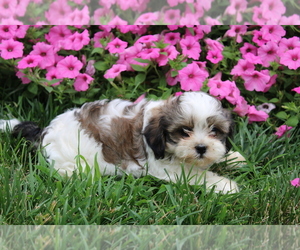 Zuchon Puppy for sale in BLOOMINGTON, IN, USA