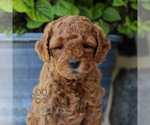 Cavapoo Puppy for sale in EAST EARL, PA, USA