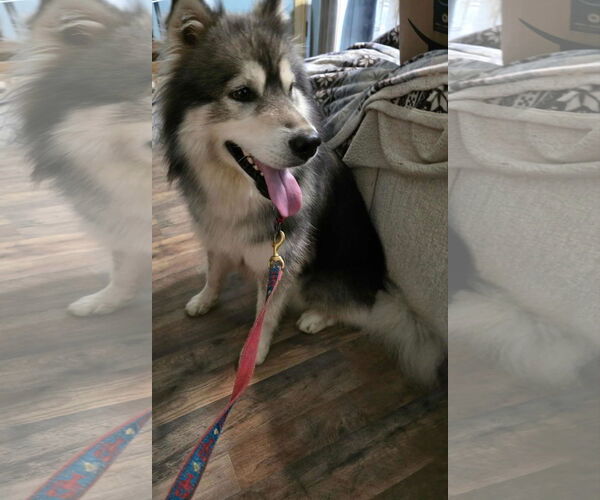 Medium Photo #3 - Mix Puppy For Sale in Newfoundland, PA, USA