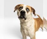 Small #1 Bull Terrier Mix