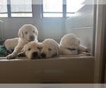 Small #3 English Cream Golden Retriever