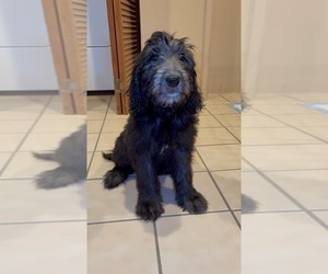 Goldendoodle Puppy for sale in LONG BEACH, CA, USA