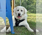Small Great Pyrenees Mix