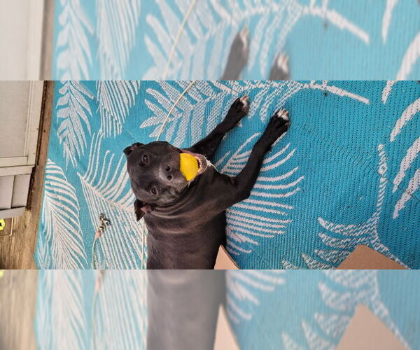 Medium Photo #3 Bulldog-Unknown Mix Puppy For Sale in Wyoming, MI, USA