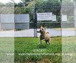 Small Photo #4 Labrador Retriever-Unknown Mix Puppy For Sale in McDonough, GA, USA