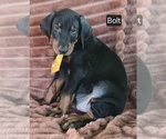 Small #2 Doberman Pinscher