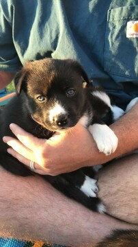 Medium Photo #8 Pomsky Puppy For Sale in MIDDLETOWN, OH, USA