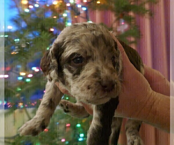 Medium Photo #2 Labradoodle Puppy For Sale in ALBUQUERQUE, NM, USA