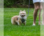 Small #4 Pomeranian
