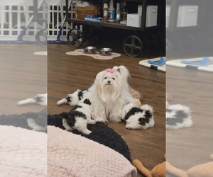 Mother of the Mal-Shi puppies born on 01/13/2026