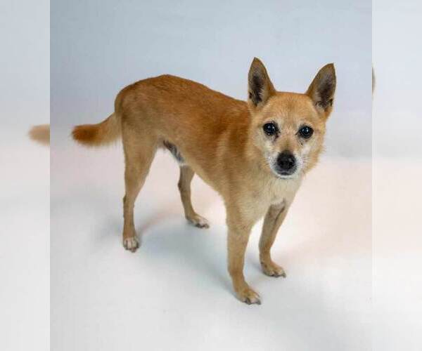 Medium Photo #6 Chihuahua-pomeranian spitz Mix Puppy For Sale in Kennesaw, GA, USA