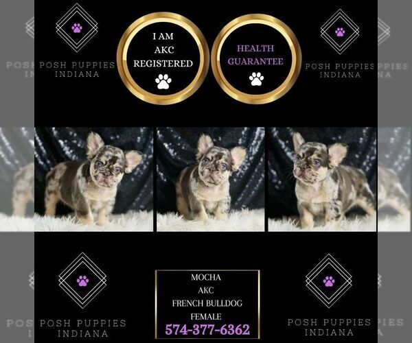 Medium Photo #2 French Bulldog Puppy For Sale in WARSAW, IN, USA