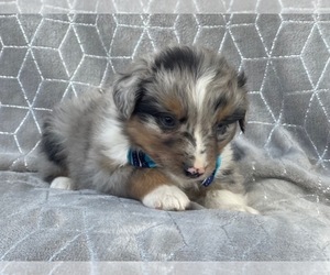Australian Shepherd Puppy for sale in LAKELAND, FL, USA