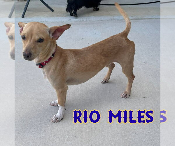 Medium Photo #20 Dachshund-Unknown Mix Puppy For Sale in San Antonio, TX, USA