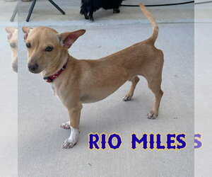 Rio Miles - Male Dachshund-Unknown Mix Dog for Adoption - Photo #20