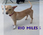 Small #19 Dachshund Mix