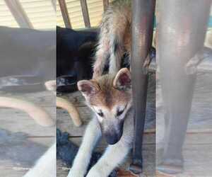 Pomsky Puppy for sale in HUDSON, FL, USA