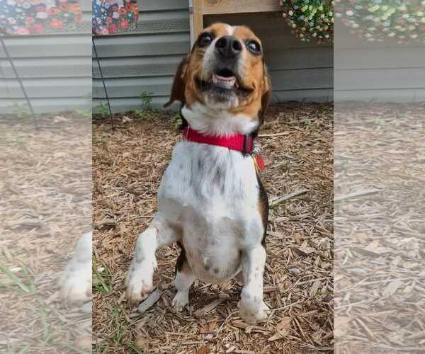 Medium Photo #6 Beagle Puppy For Sale in Dunnellon, FL, USA