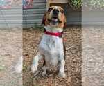 Small #5 Beagle