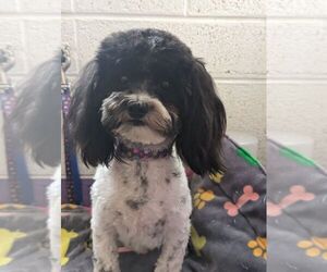 Havanese Puppy for sale in SURPRISE, AZ, USA
