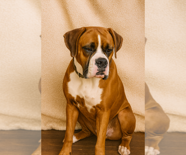 Medium Photo #4 Boxer Puppy For Sale in TROUPSBURG, NY, USA
