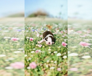 Boston Terrier Puppy for Sale in EWING, Kentucky USA