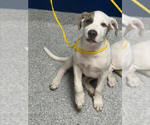 American Pit Bull Terrier-Unknown Mix Dogs for adoption in Pasadena, TX, USA