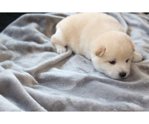 Medium Photo #11 Shiba Inu Puppy For Sale in VIRGINIA BCH, VA, USA
