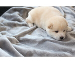 Small Photo #11 Shiba Inu Puppy For Sale in VIRGINIA BCH, VA, USA
