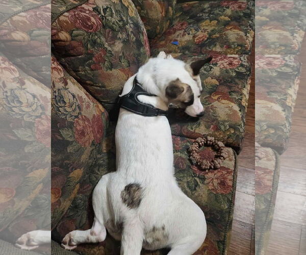 Medium Photo #4 Akita-Unknown Mix Puppy For Sale in Alexander, AR, USA