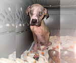 Small #15 Boxer Mix
