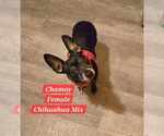 Small Chiweenie