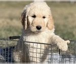 Small Goldendoodle