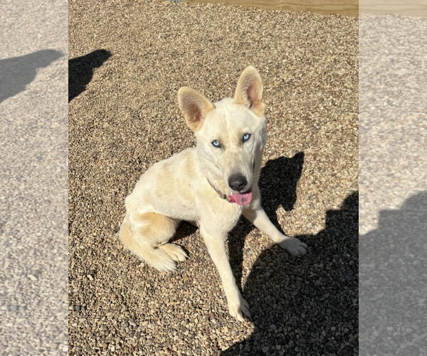 Medium Photo #5 Huskies -Unknown Mix Puppy For Sale in Euless, TX, USA