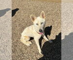Small #4 Huskies  Mix