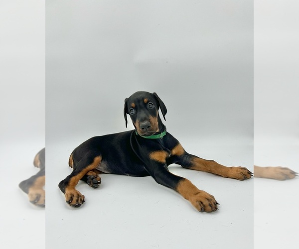Medium Photo #9 Doberman Pinscher Puppy For Sale in RIVERDALE, MD, USA