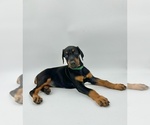 Small #8 Doberman Pinscher