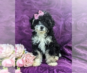 Miniature Bernedoodle Puppy for sale in OXFORD, PA, USA