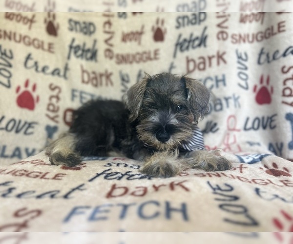 Medium Photo #9 Schnauzer (Miniature) Puppy For Sale in LAKELAND, FL, USA